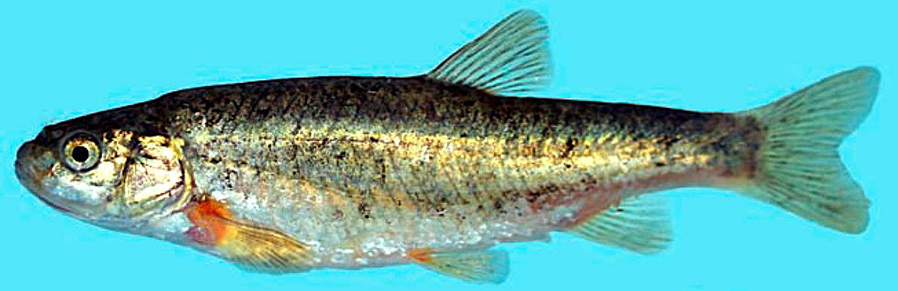 Achondrostoma salmantinum_04.jpg